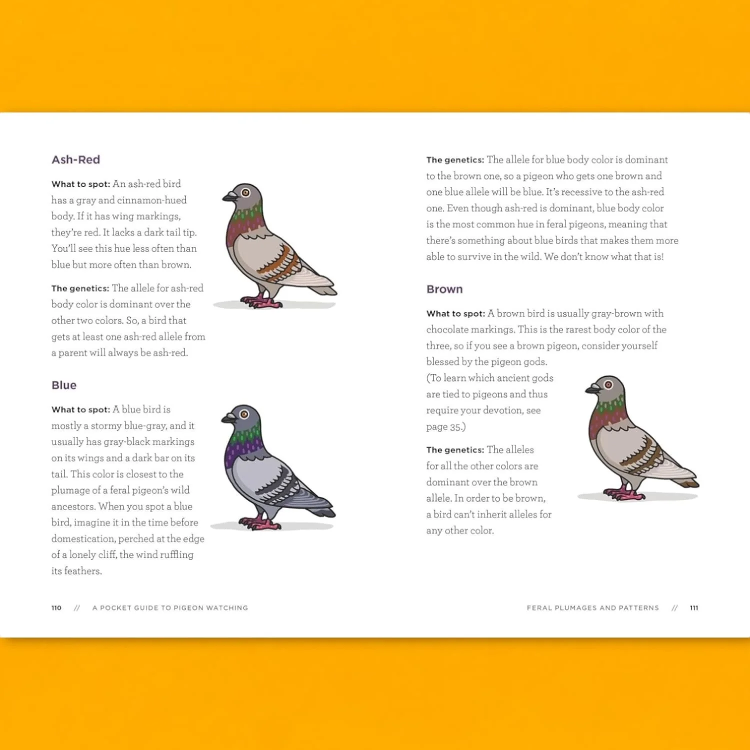 A Pocket Guide to Pigeon Watching - Image 4