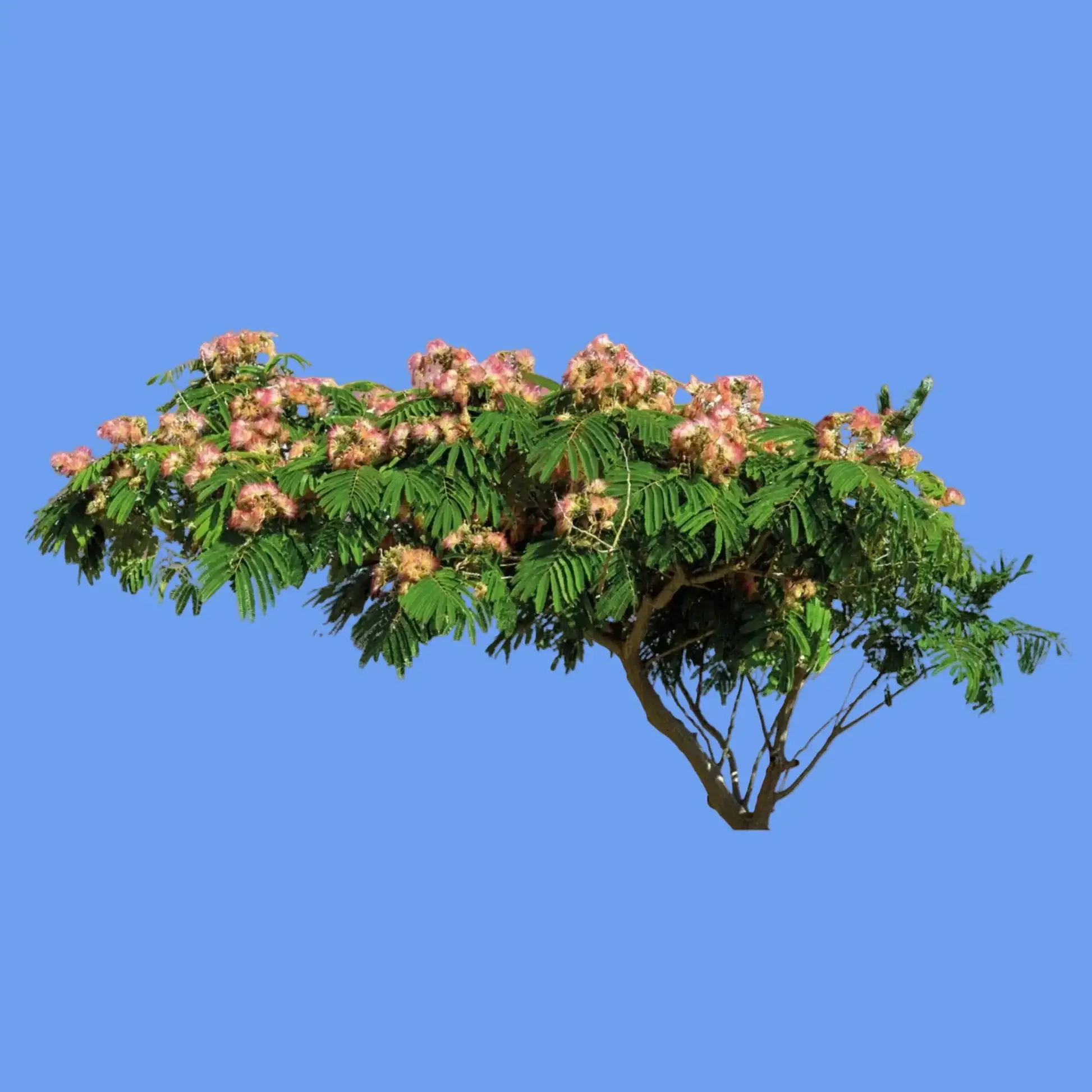 Bonsai Tree Grow Kit - Image 3