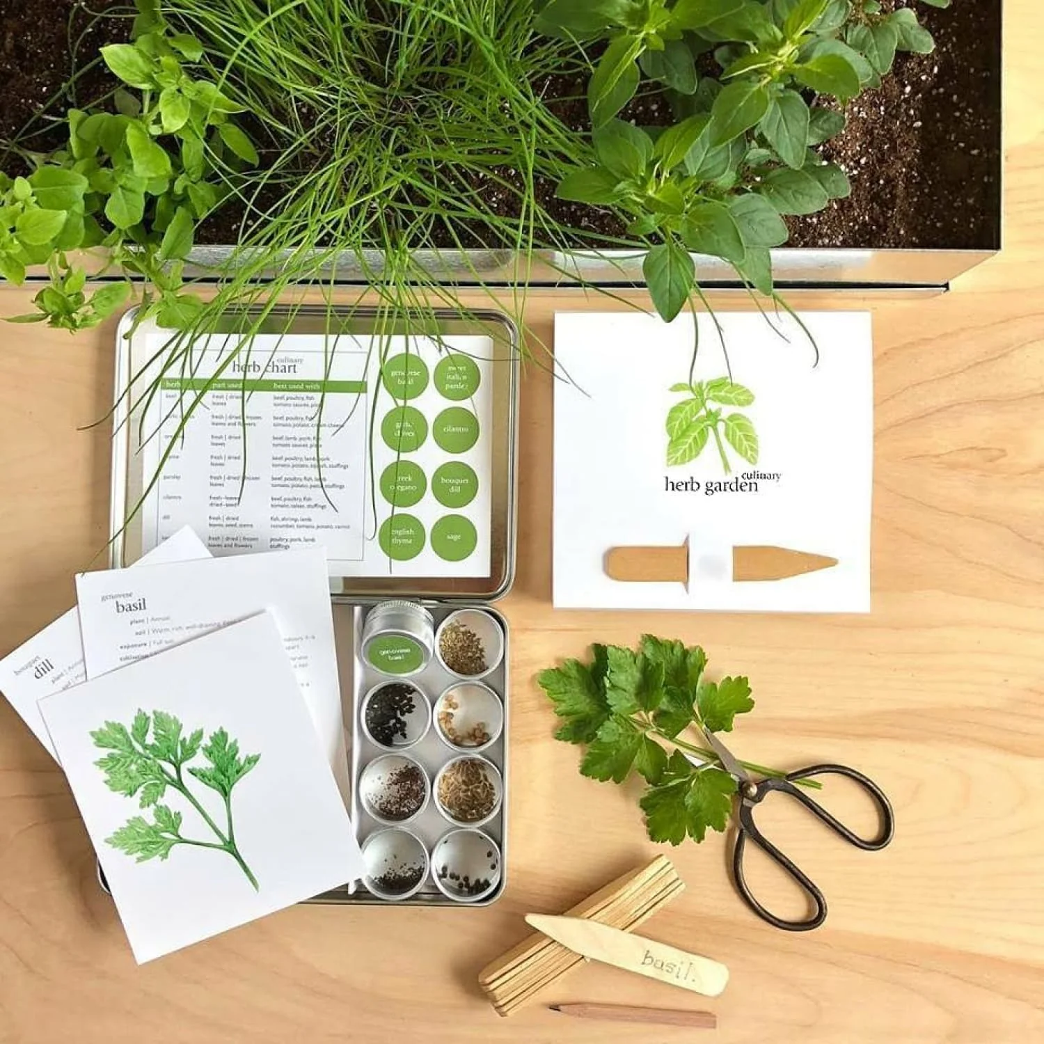 Garden Maker Kit - Culinary Herbs - Image 4